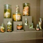 Тератологическая коллекция: уроды человеческие