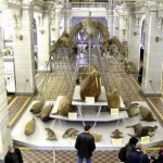 Зал морских млекопитающих
